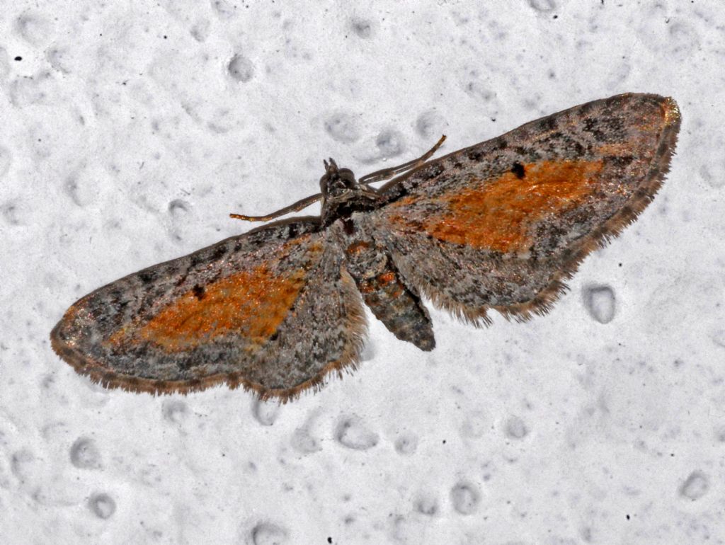 Eupithecia a gogo: Eupithecia icterata - Geometridae